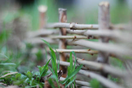 Wattle cottageの写真素材