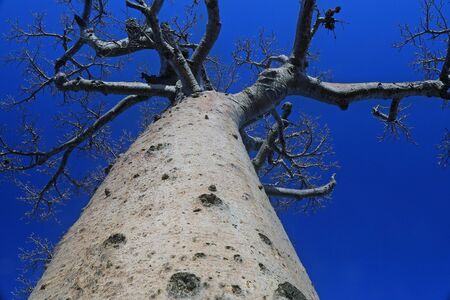Close up of large baobab tree trunk and branches with blue sky in background at baobabs avenue,...