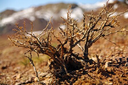 Camel thorns grown in Altai and mongolian steppe. Close-up view.