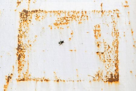 Rusty metal covered with light crawling paint with a fly sitting on it