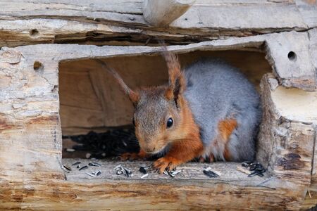A hungry young squirrel in the feeder eating seeds close upの写真素材
