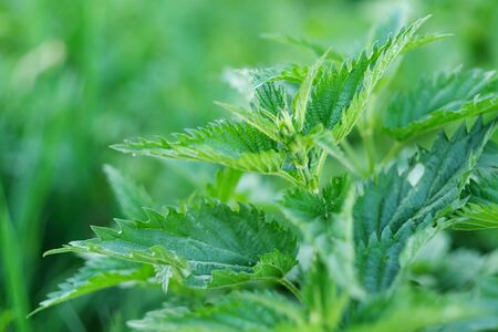 Macro photo of a plant nettle. Nettle with fluffy green leaves.