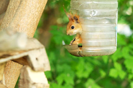 A hungry young squirrel in a plastic feeder eats sunflower seeds