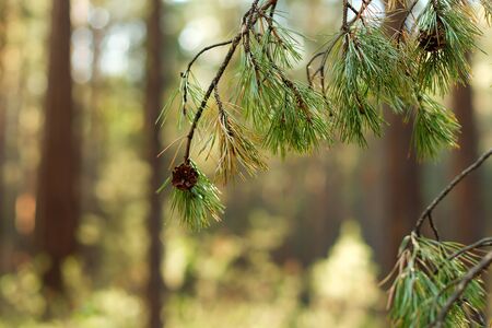 Siberian green pine branches with brown cones on it. Deep forrest.
