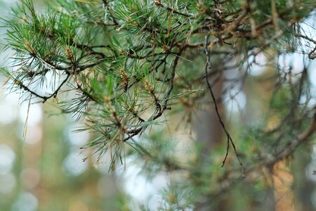 Needle leaves on a siberian pine branch.