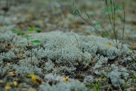 Turquoise moss Orthotrichum in a forest in autumn, macro shot with blurry background.の写真素材