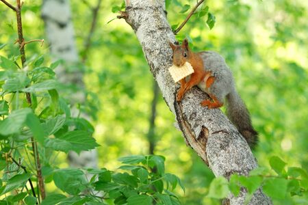 A squirrel sits on a tree eating a cookie which she holds in her paws.