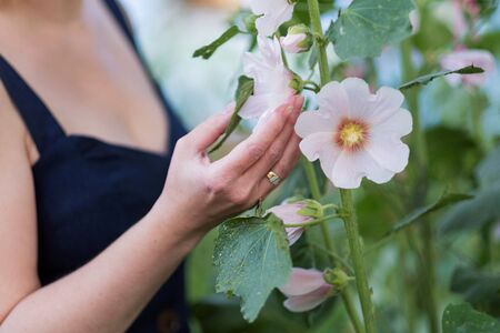 A womans hand in the garden touches a light color. A flowering plant on a summer day.