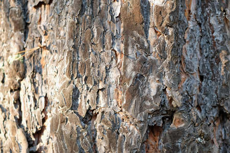 Pine tree bark close up background texture.