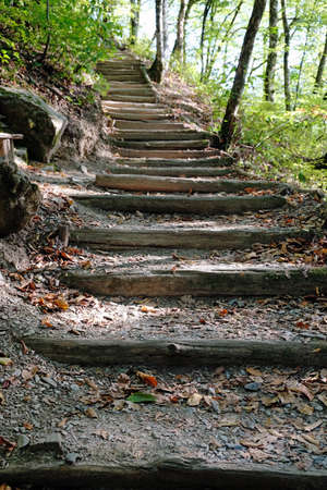 Hiking trail in the forest. Steps among the trees leading to the mountain. Sochi, Russia