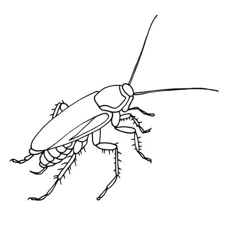 Cockroach pest, contour vector illustration of a cockroach, side view.