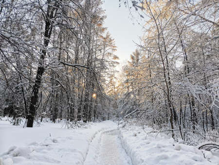 A snow-covered tree line with an early morning sunrise shining through bare branches in the snow. A...