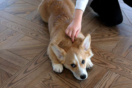 A cute Pembroke Welsh Corgi dog is lying on the floor, and a child is looking at herの写真素材