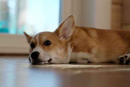 Cute Welsh Corgi Pembroke dog is lying on the floor in the house by the windowの写真素材