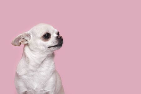 A cute, funny little Chihuahua dog looks away with a shy, timid expression. on a pink background in the Studioの写真素材