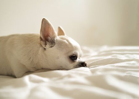 Chihuahua dog lying and sad on a white background.の写真素材