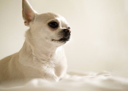 Chihuahua dog sitting on a white backgroundの写真素材