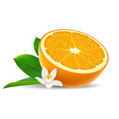 Isolated colored half of juicy orange with white flower, green leaf and shadow on white background. Realisticのイラスト素材