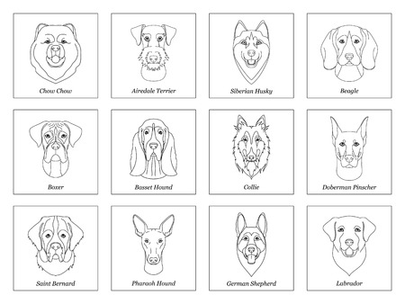 Collection of isolated black outline head of airedale terrier, chow, husky, pharaoh hound, saint bernard, labrador, collie, doberman, boxer on white background. Line cartoon breed dog portraitのイラスト素材