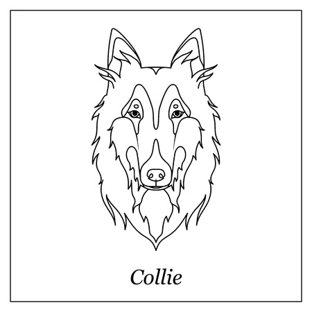 Isolated black outline head of scottish shepherd, collie, sheltie, sheepdog on white background. Line cartoon breed dog portraitのイラスト素材