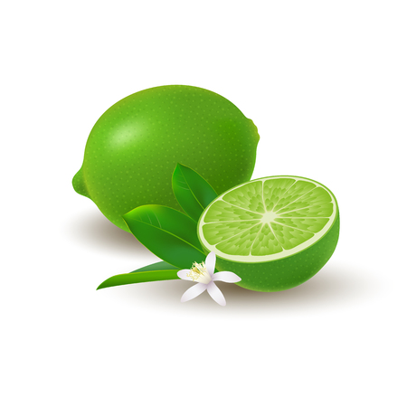 Isolated colored group of lime, half and whole juicy fruit with green leaves, white flower and shadow on white background. Realistic citrusのイラスト素材