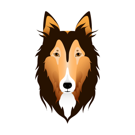 Isolated colorful head and face of scottish shepherd, collie, sheltie, sheepdog on white background. Line color flat cartoon breed dog portraitのイラスト素材
