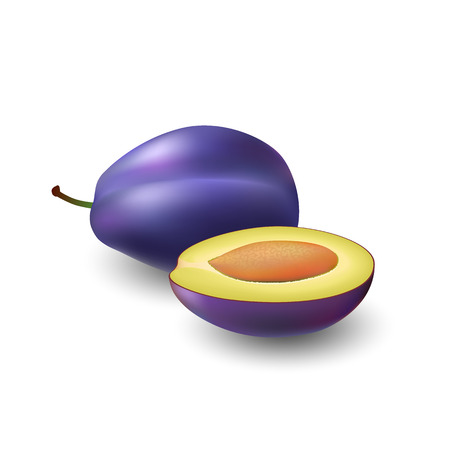 Isolated realistic colored whole juicy purple plum with stick and half plum with pit with shadow on white background. Side viewのイラスト素材