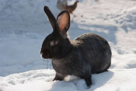 rabbit in to snowの写真素材