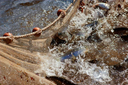 Fishing Net in water. fishing of trout