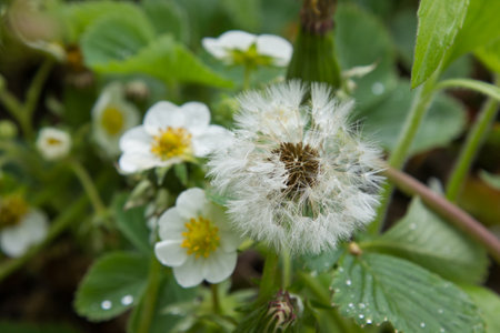 dandelion produces seeds in weedsの写真素材