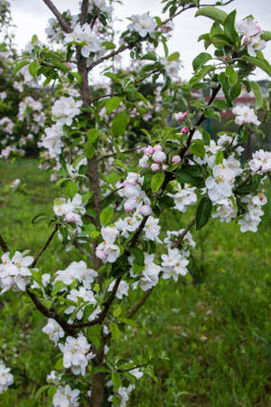 apple blossoms in springの写真素材
