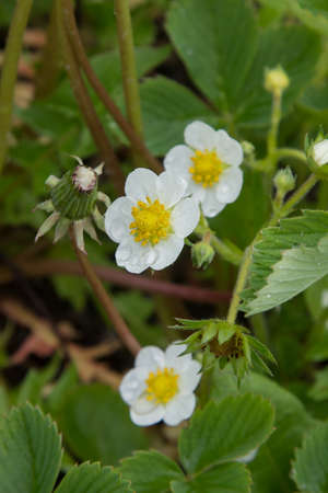 strawberries bloom in springの写真素材