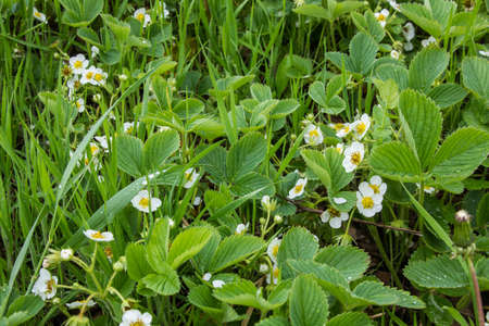 strawberries bloom in springの写真素材