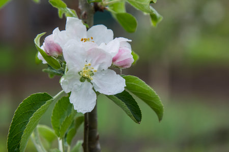 apple blossoms in springの写真素材