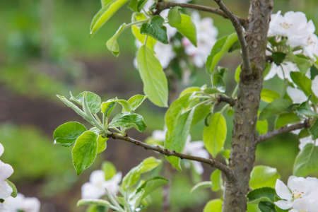 apple blossoms in springの写真素材