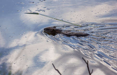 muskrat swims in the lake. the sky is reflected in the waterの写真素材
