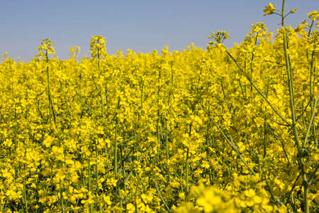 Blooming rapeseed field of Ukraine against the blue skyの写真素材