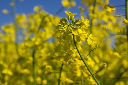 Blooming rapeseed field of Ukraine against the blue skyの写真素材