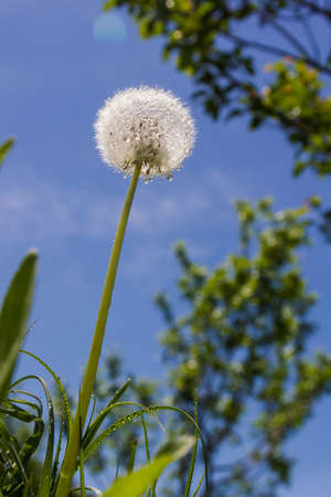 dandelion produces seeds on a sunny day after rain. drops of water adornの写真素材