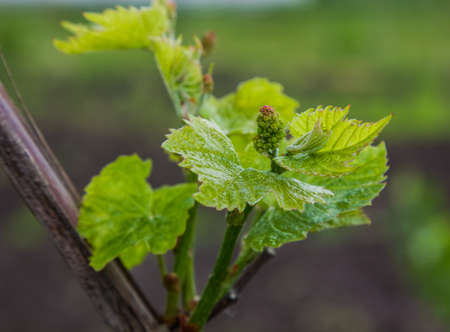 The vine blooms to bloom in spring, in summer there will be bunches of fruitの写真素材
