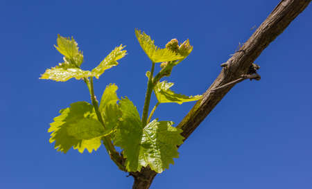 The vine blooms to bloom in spring, in summer there will be bunches of fruitの写真素材