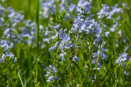 blue wildflowers in the grass in the meadows under the sunlightの写真素材