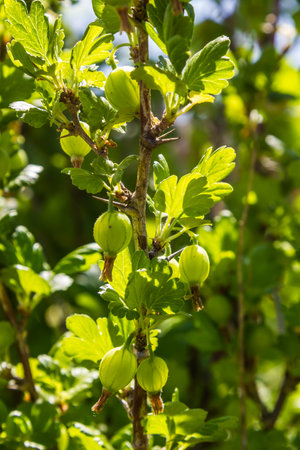 unripe gooseberries on the bushes in the garden under sunlightの写真素材