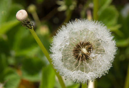 dandelion produces seeds on a sunny day after rain. drops of water adornの写真素材