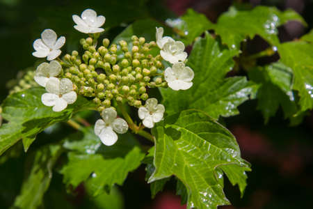 Viburnum blooms in the garden in the sun. green leaves adorn the bush.の写真素材