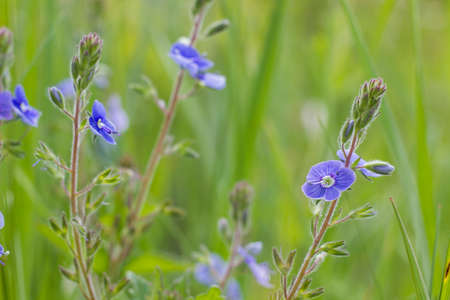 blue wildflowers in the grass in the meadows under the sunlightの写真素材