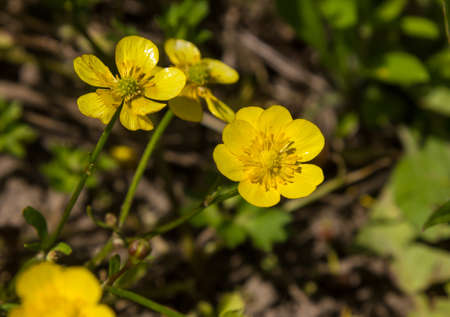 yellow wildflowers in the grass on the meadows in the sunlightの写真素材