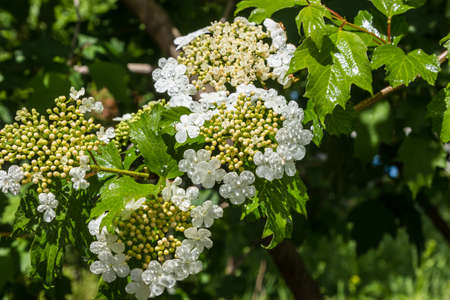 Viburnum blooms in the garden in the sun. green leaves adorn the bush.の写真素材