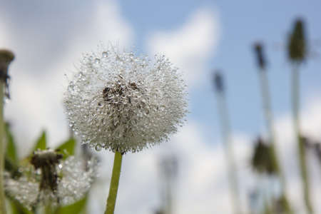 dandelion produces seeds on a sunny day after rain. drops of water adornの写真素材