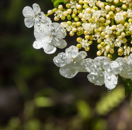 Viburnum blooms in the garden in the sun. green leaves adorn the bush.の写真素材